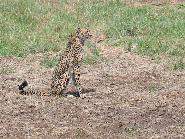 African Cheetah dies of cardiopulmonary failure at Kuno National Park