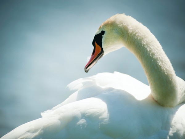 New York teenagers kill, eat a swan, police say