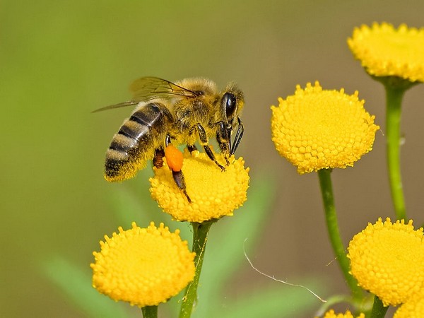 Honey bee nest structure is surprisingly adaptive