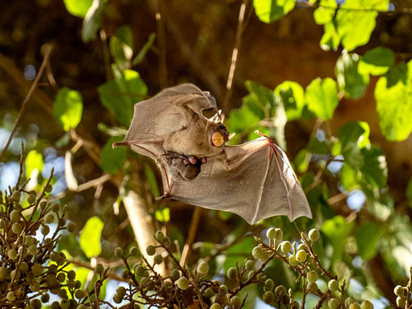 Bats suffer hearing loss