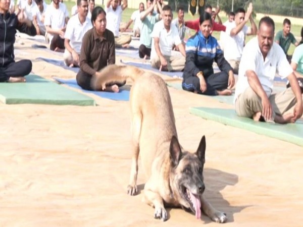 ITBP Canine Squad: Yoga Star Dog Steals the Show