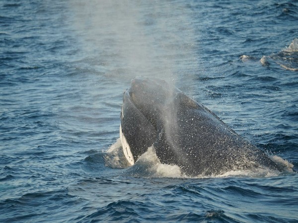 New species of early-toothed whale found