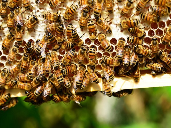 Study: Therapy Boosts Bees’ Immunity to Deadly Viruses