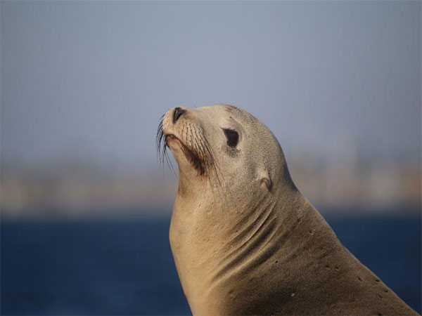 Toxic Algal Bloom: Dolphins & Sea Lions in Crisis