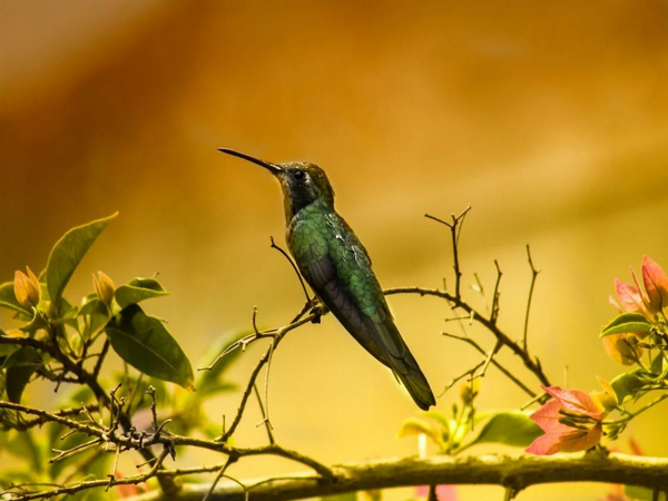 Hotter temperatures hinder bird breeding