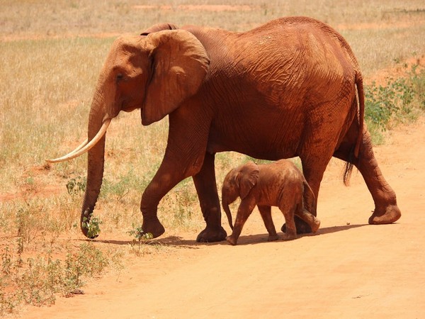 Elephants’ dietary habits are similar to humans: Study