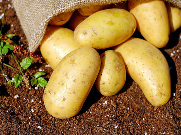 Indian potato imports from Bhutan to continue without import license