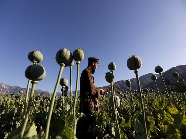 Police destroys poppy on 40,000 acres of land in the Badakhshan province