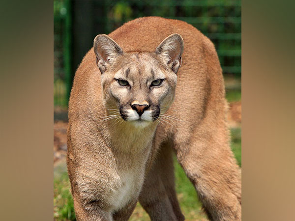 8-year-old injured after being attacked by cougar