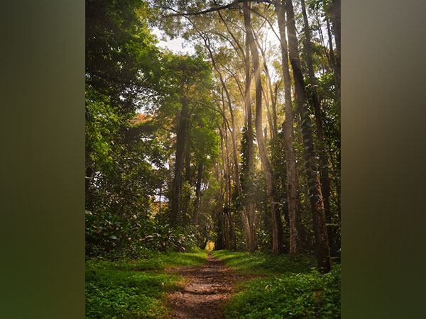 Research reveals tropical trees use social distancing to maintain biodiversity