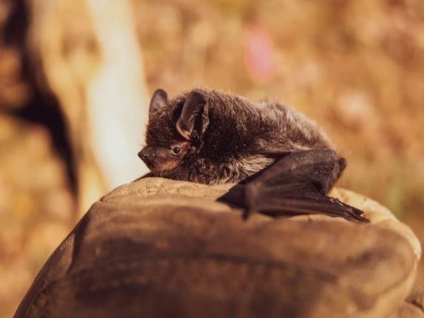 Activity level of bats reduced at solar farm sites