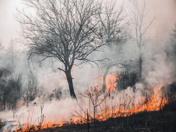 US: Death toll rises to 36 in deadly wildfires in Hawaii