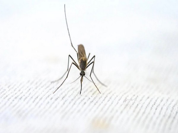 Study finds ‘concerning’ flaw in malaria diagnostics