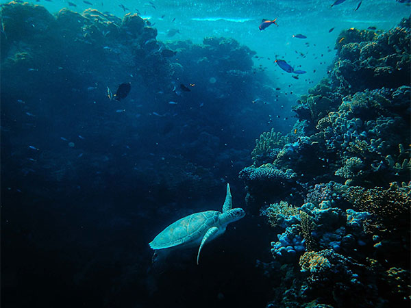 Tree reefs can help revive aquatic life in waters: Study