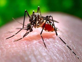 Dengue cases in Pakistan’s Sindh soar to 896 in 2023