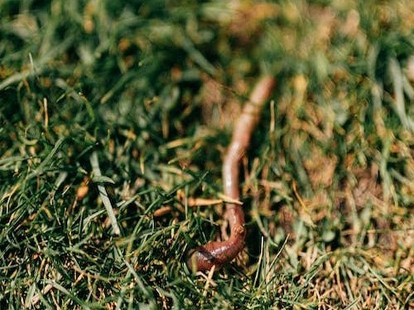 Doctors remove 3-inch worm from woman’s brain