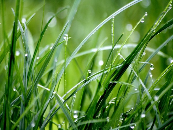 Sheds light on role of grasses in climate change control