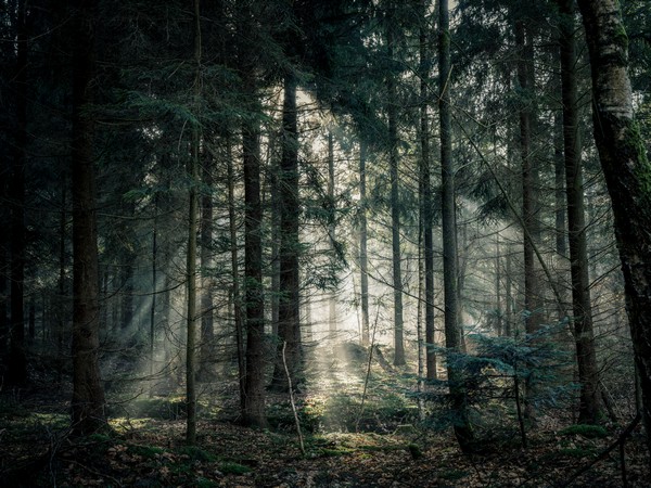 Study reveals how trees influence cloud formation