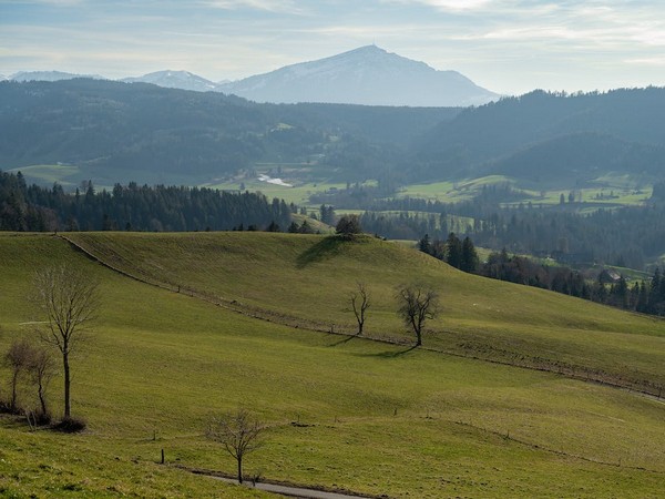 Significance of grasses in preventing climate change