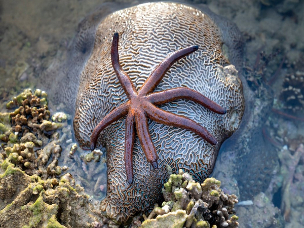 Scientists detect sea star hybridization