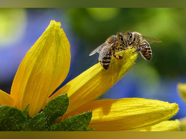 Pollination by multiple bee species improves cherry harvest