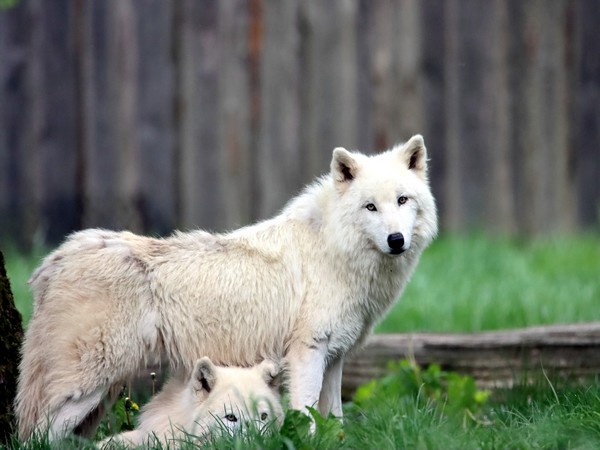 Wolves, dogs appear to remember where people hid food