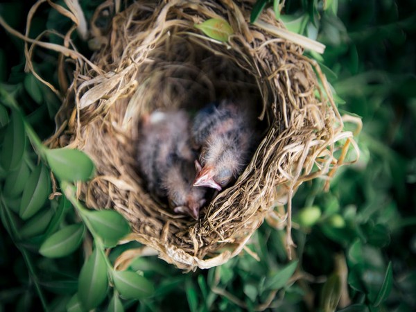 Ground-Nesting Birds Hide from Predators: Study