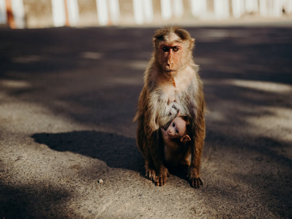 Colorful primates don’t have better color vision