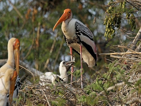 Climate change can taught to migrating birds