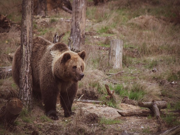 Grizzly Bear Attack in Banff National Park