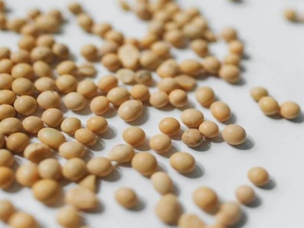 New Method Measures Ozone Stress in Soybeans