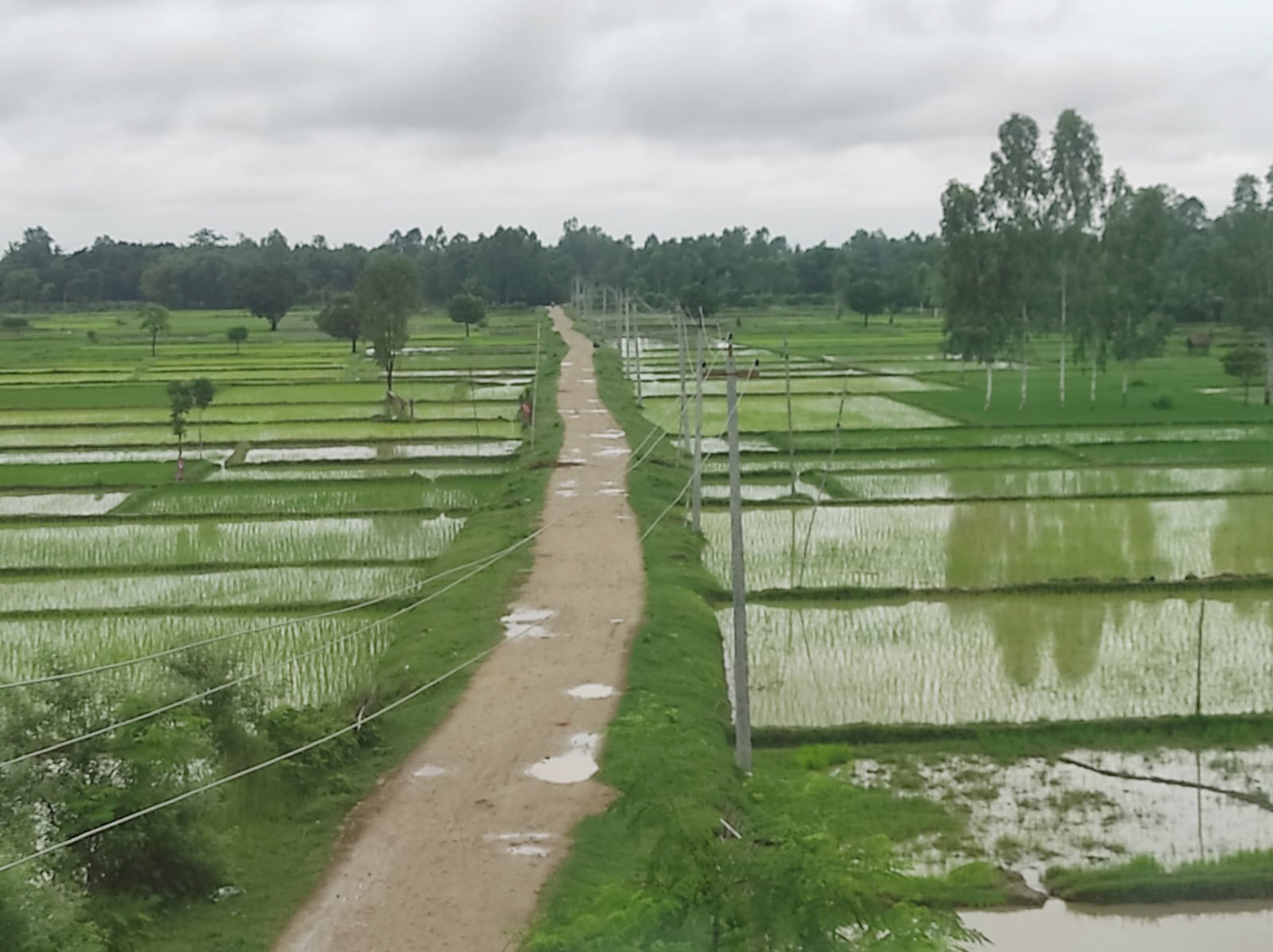 Country sees 67.3 percent rice plantation till date