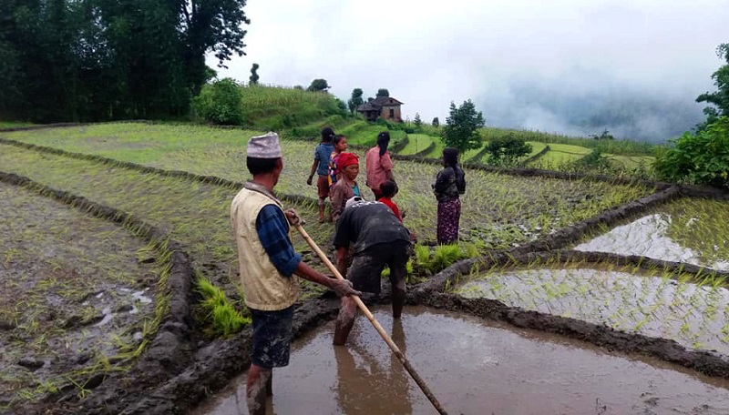 Farmers get unfair prices despite high cardamom production