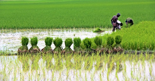 Agriculture Ministry claims 76 % fiscal progress