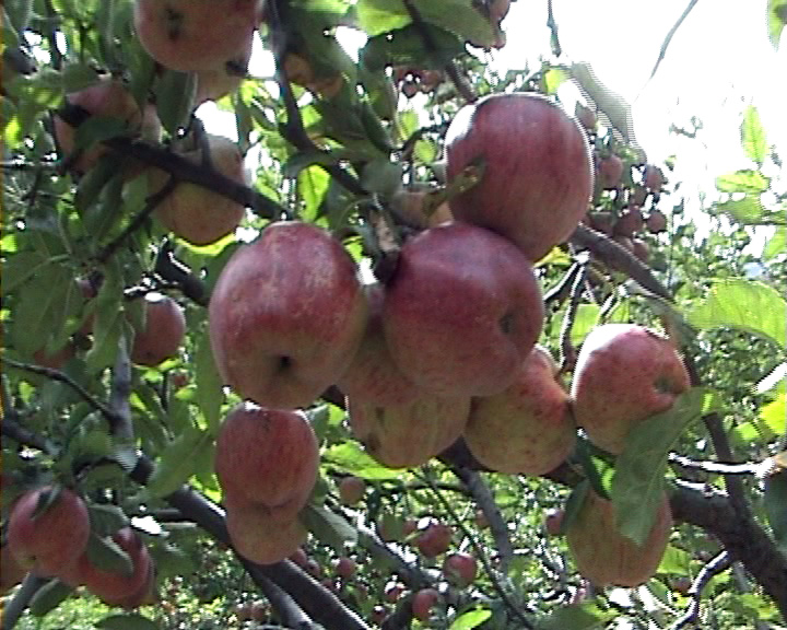 Apple production declines in Dhorpatan area