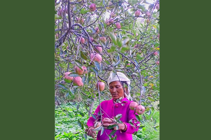 Apple cultivation damaged due to hailstorm