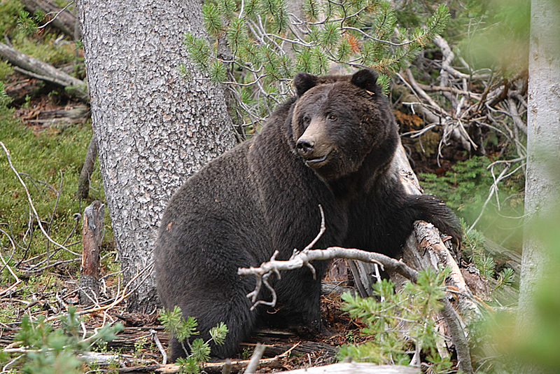 Two injured in bear attack in Baitadi