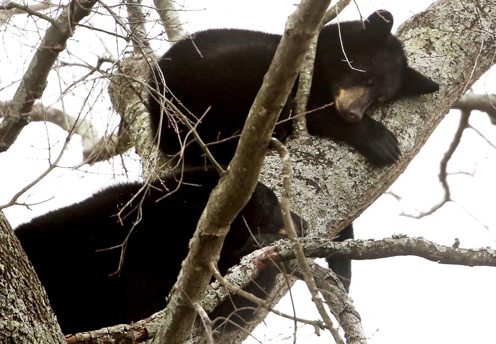 Mama bear, 3 cubs climb tree, take nap in urban Virginia