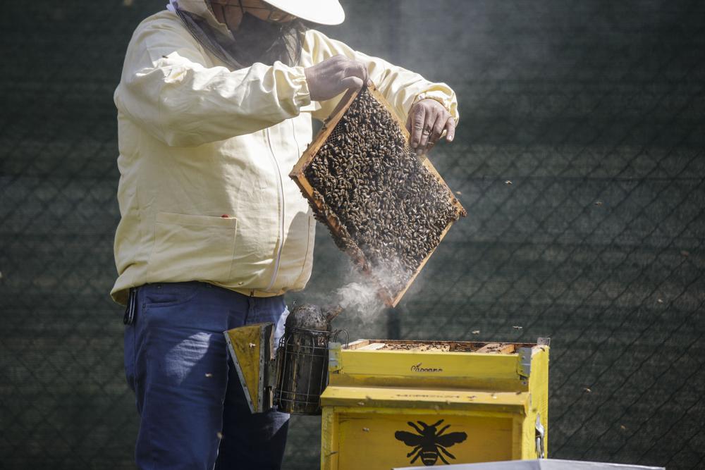 Milan gets buzzier with 1 million bees in designer hives