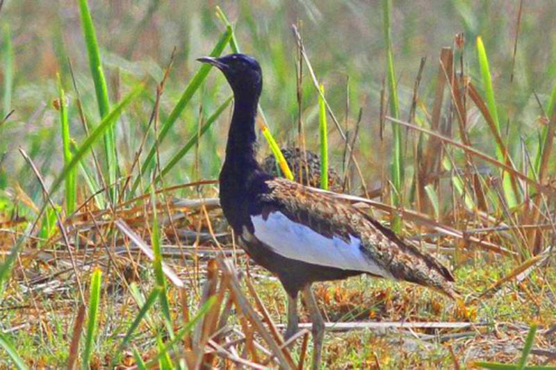 Census of Bengal florican underway in Shuklaphanta