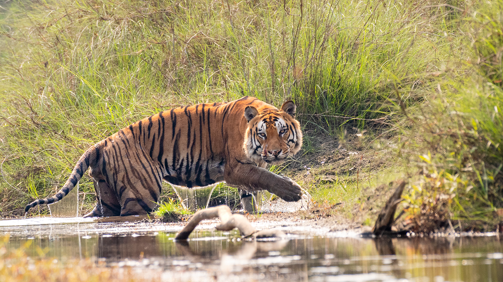 Tourists arrival increases in Bardiya National Park