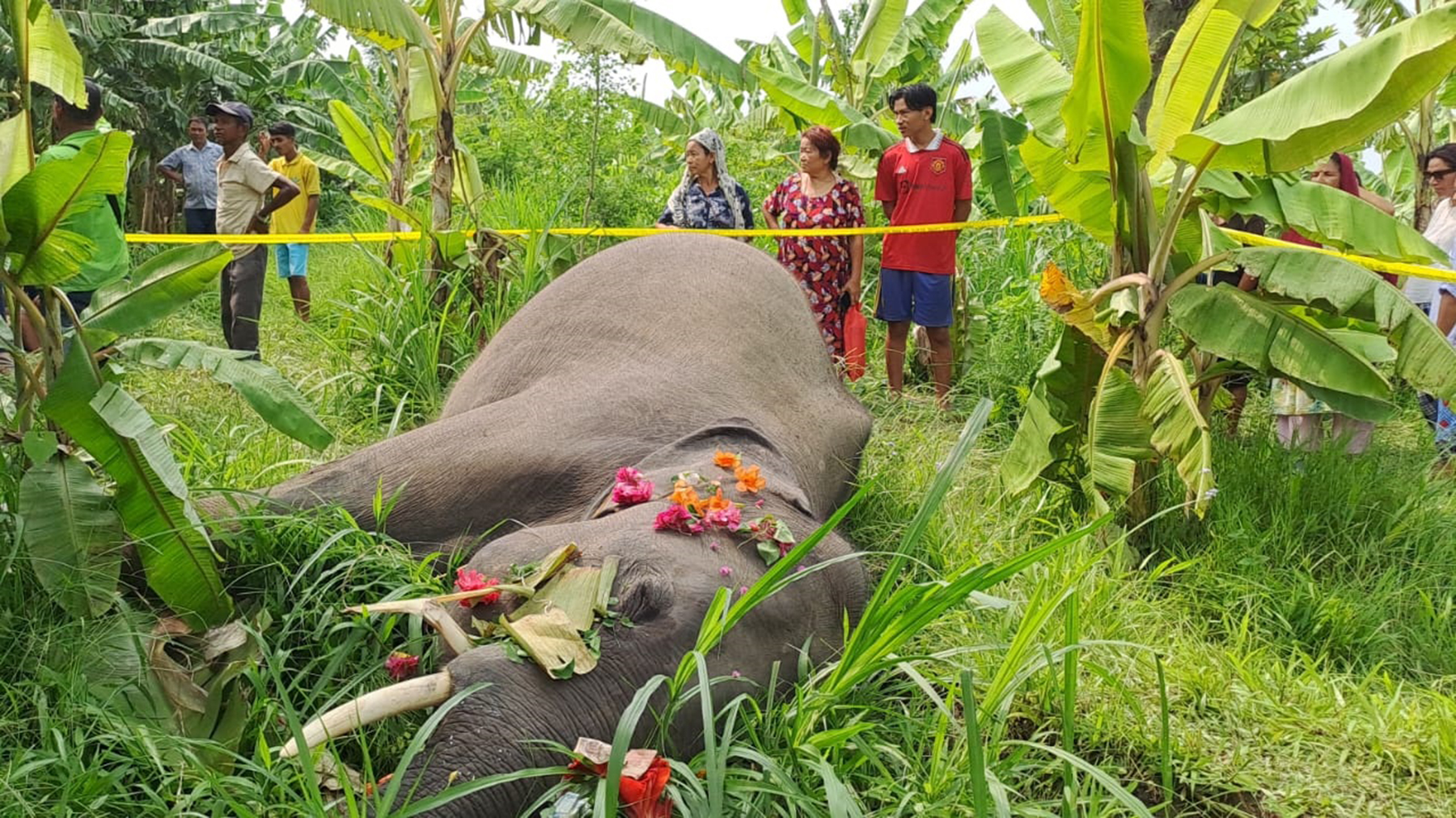 Elephant found dead