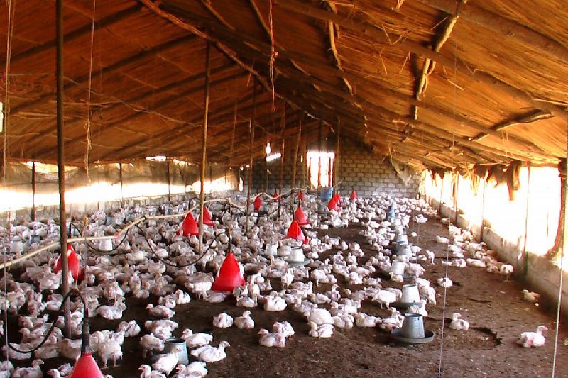 Bird flu detected in eight places in Chitwan