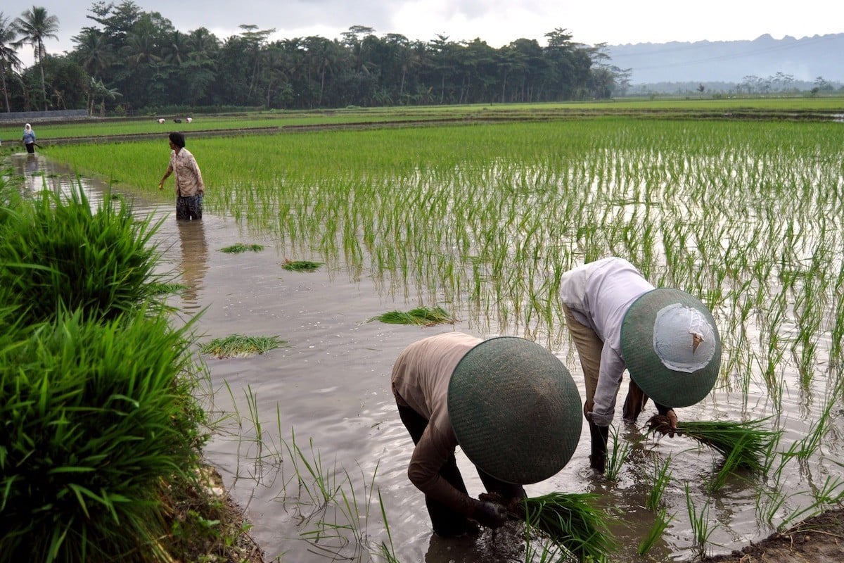 Laos to minimize agricultural imports