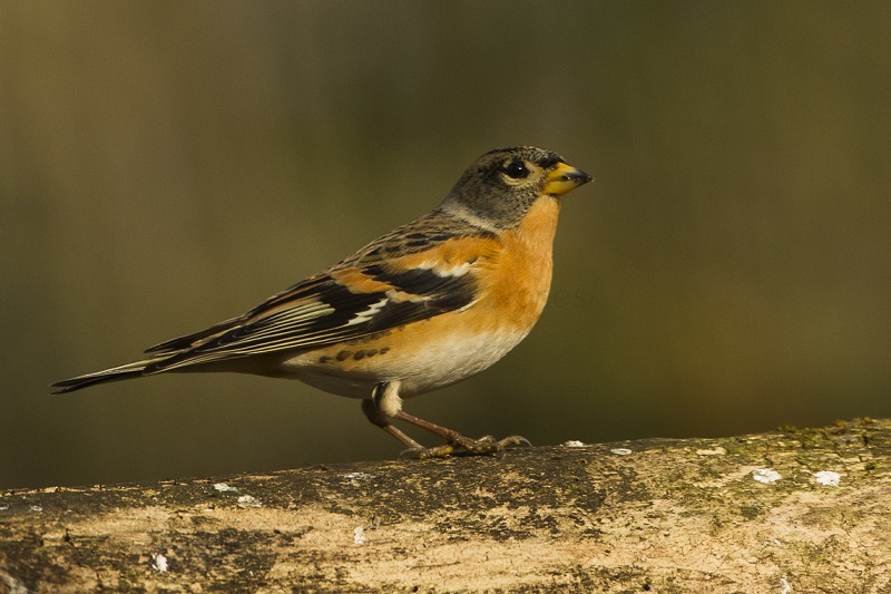 Two new species of birds spotted