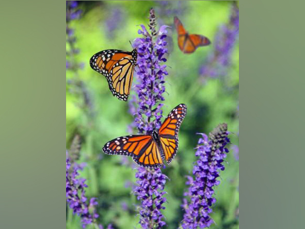 Excess nitrogen puts butterflies at risk, researchers affirm