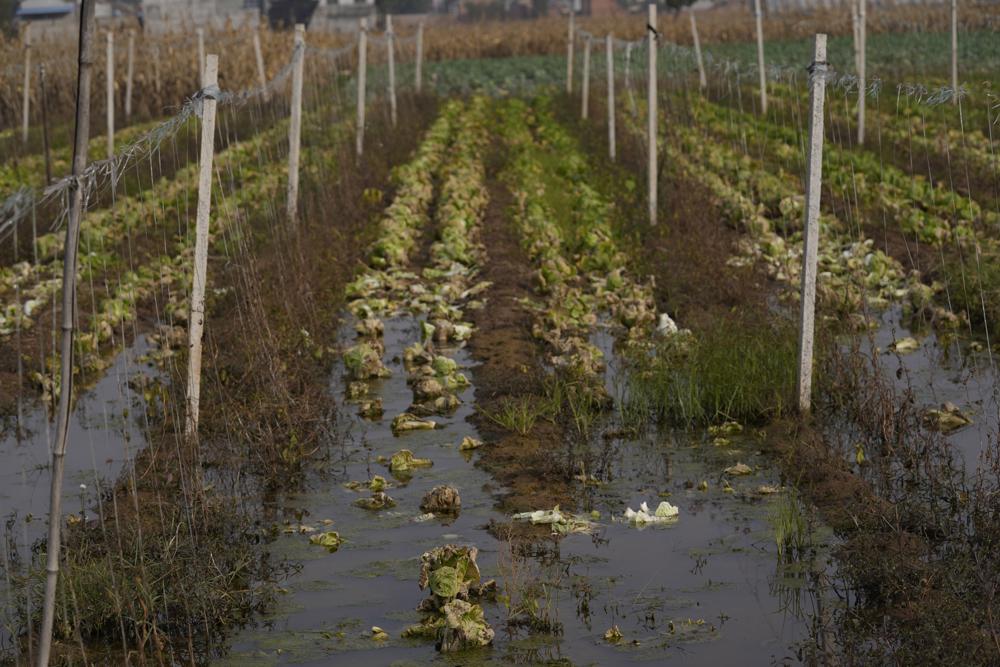 ‘Ordinary people suffer most’: China farms face climate woes