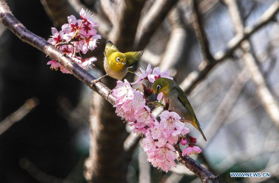 White-eye birds at a garden near Xuanwu Lake in Nanjing