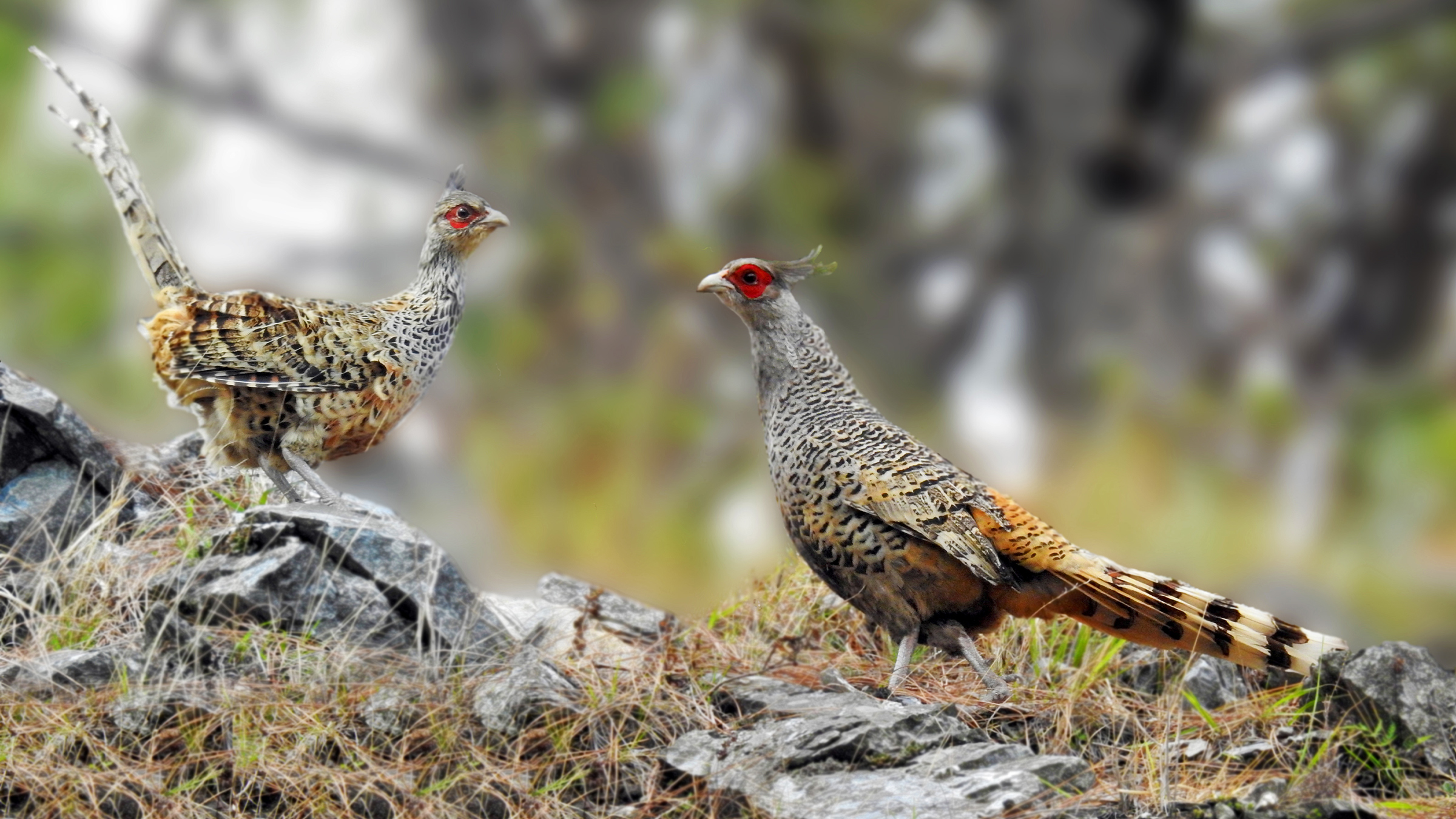 Cheer pheasants facing survival threats