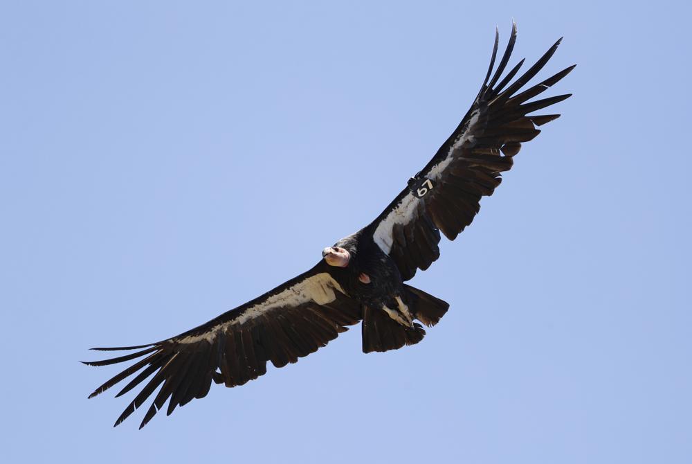 Study finds California condors can have “virgin births”